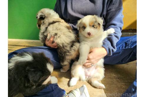 成約済の長野県のオーストラリアンシェパード-370405の8枚目